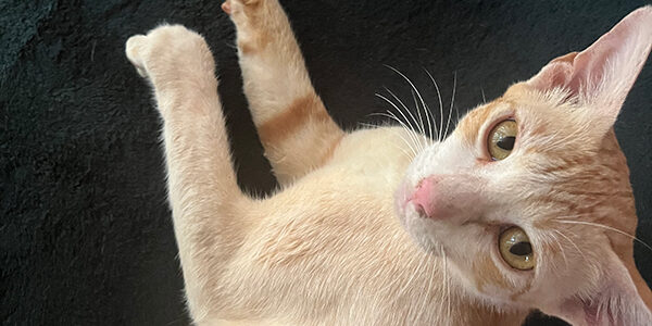 HD-maggio-2025 Un gatto Human Design di Maggio 2025