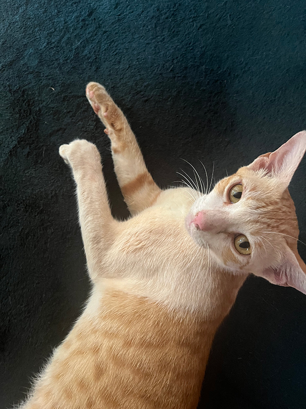 HD-maggio-2025 Un gatto Human Design di Maggio 2025