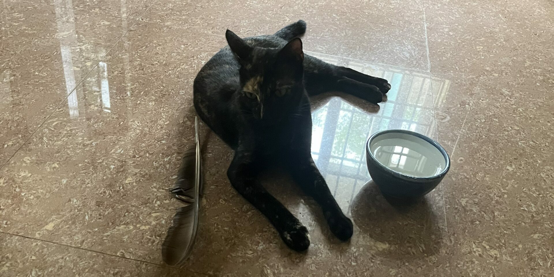 Human Design di giugno 2025 Alma e la sua penna di pavone