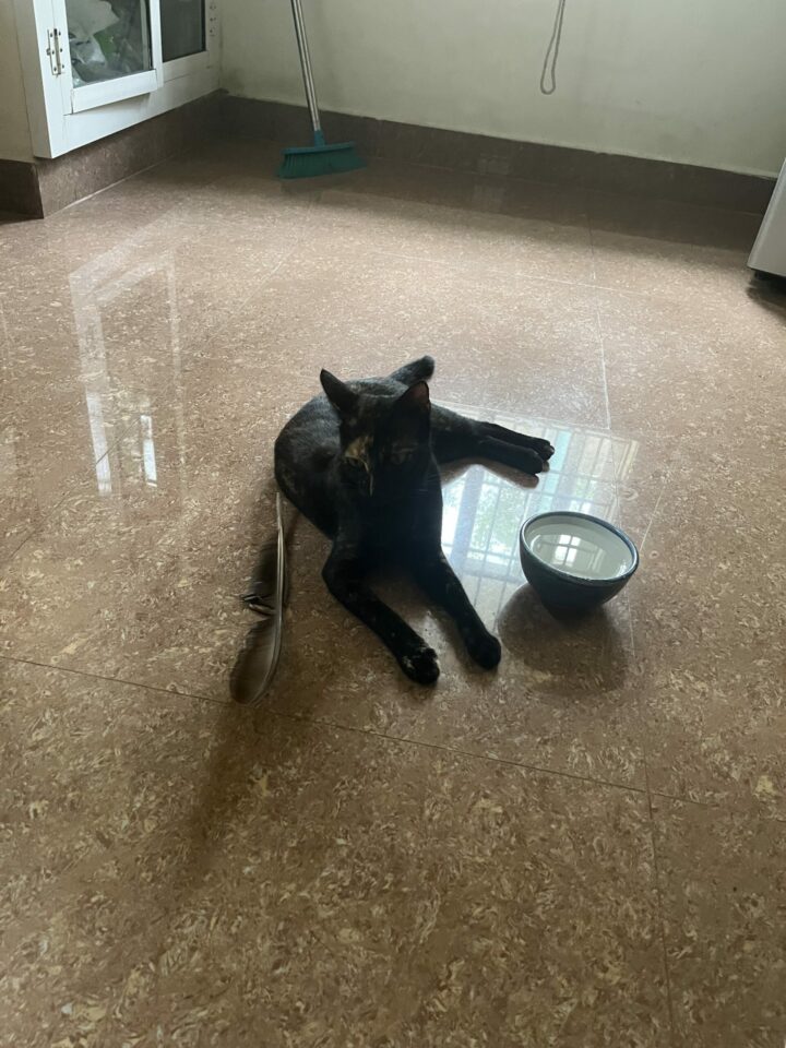 Human Design di giugno 2025 Alma e la sua penna di pavone